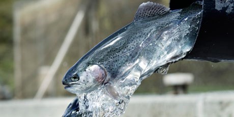Fiskodling kan rädda Sveriges landsbygd