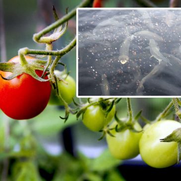 Fiskar hjälper tomater i unik odling