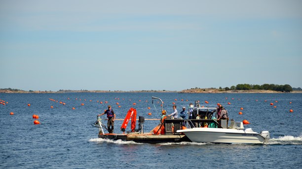 Renare Östersjön med hjälp av musslor