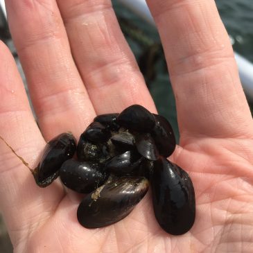 Algoland – Musselodling och hållbart foder från alger och musslor